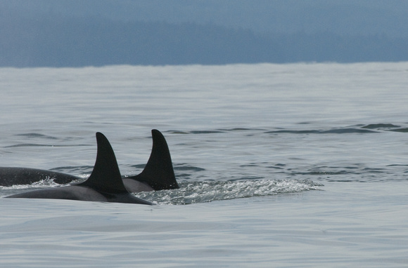 "Heading North" - Orcas from J Pod heading norht to the Fraser River for a salmon lunch.