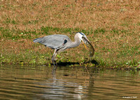 "What a Catch!" - Blue Heron with a Catfish