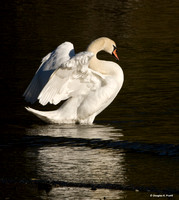 "Showing Off" - Mute Swan