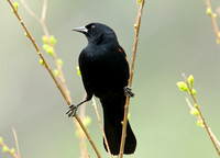 "The Splits" -- Red-Winged Blackbird