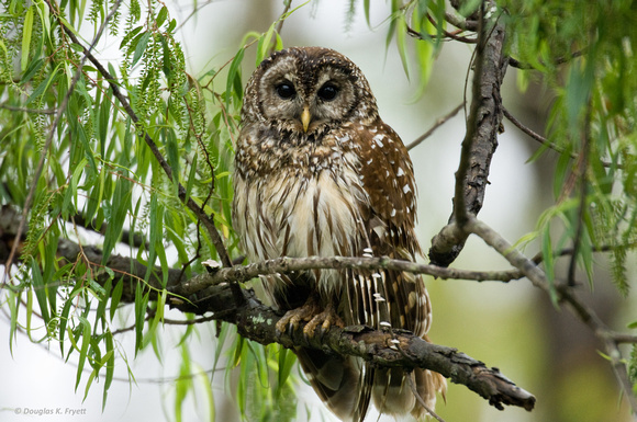 "Getting Ready for an Afternoon Nap" -- Barred Owl