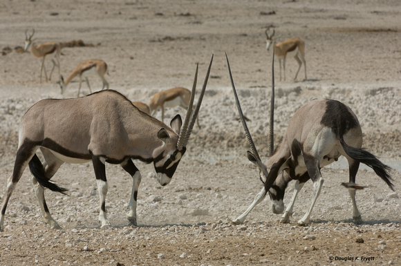 "Do You Give Up Yet?" - Oryx