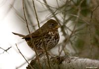 "Fox Sparrow" - Your Guess Is As Good As Mine!