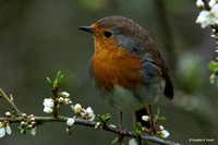Those "Little" Birds of England
