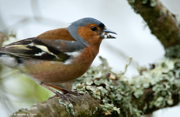 "Tastes Like Rhubarb to Me!" - Chaffinch - male