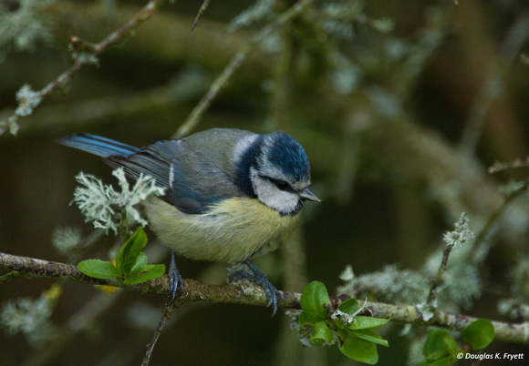 Blue Tit