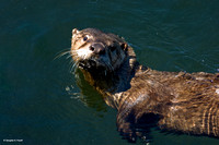"Curious George" - Sea Otter