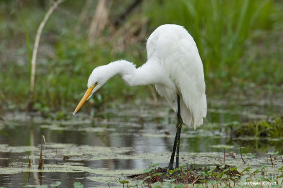 "Looking for Lunch" - Great Egret