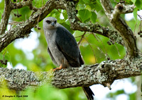 "On The Look-Out" -- Mississippi Kite