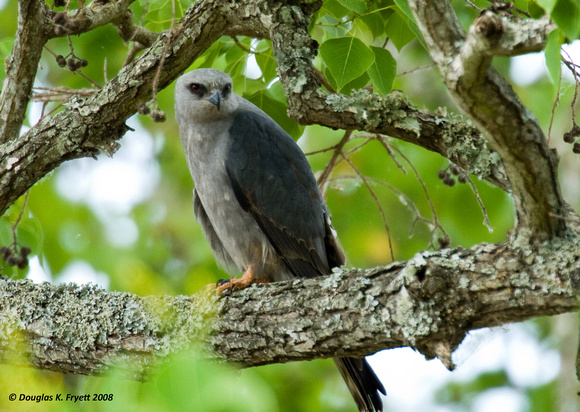 "On The Look-Out" -- Mississippi Kite