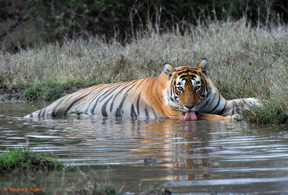 "Not Quite A Martini, But It Will Do" - Bengal Tiger