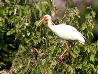 "Just Hang'n Out" - White Ibis