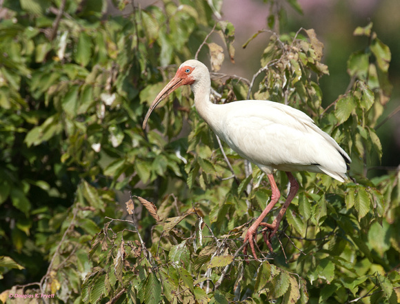 "Just Hang'n Out" - White Ibis