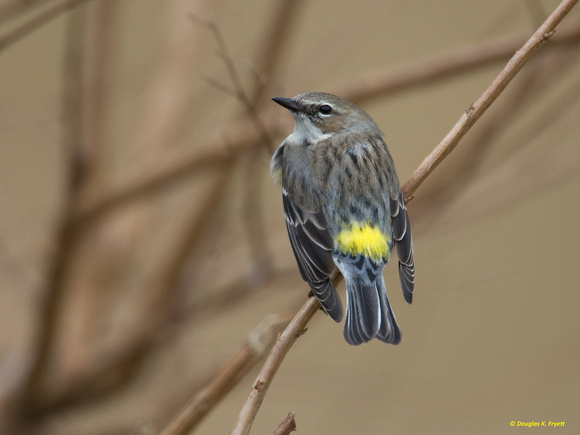 "Nice Butt, Don't You Think?" - Yellow-Rumped Warbler