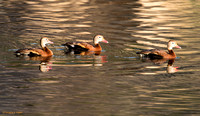 "A Quick Swim" - Whistling Ducks