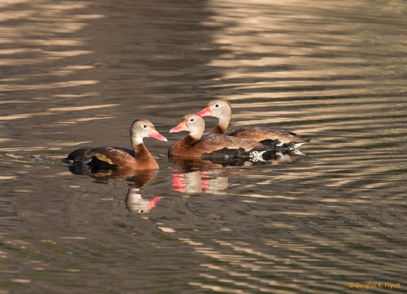 "Let's Talk About It" - Whistling Ducks