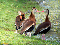 " I Love The Colour of Your Lipstick" Whistling Ducks