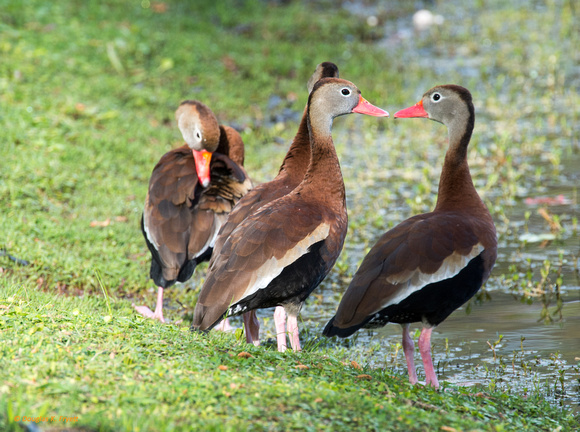 " I Love The Colour of Your Lipstick" Whistling Ducks