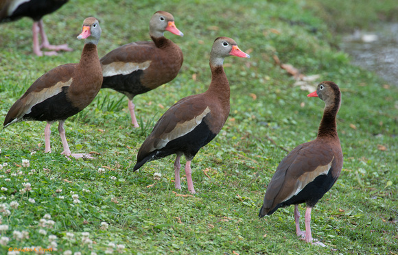 "Which Way Did They Go Dudes?" - Whistling Ducks