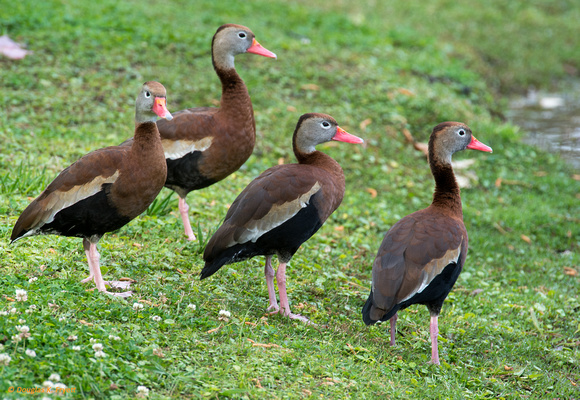 "Would You Look at Those Crazy Wood Ducks!" - Whistling Ducks