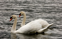 "Two Heads Are Better Than One!" - Mute Swans
