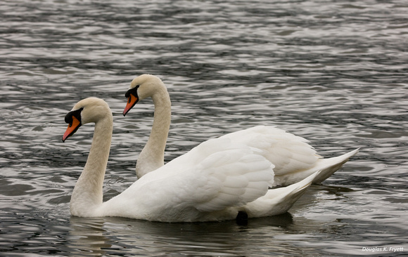 "Two Heads Are Better Than One!" - Mute Swans