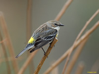 "Waiting for a Mate" - Yellow-Rumped Warbler