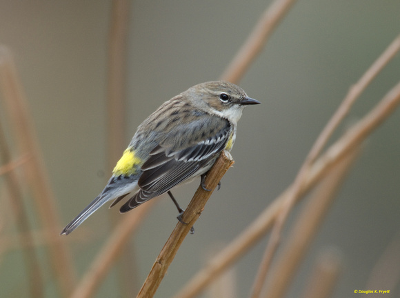 "Waiting for a Mate" - Yellow-Rumped Warbler