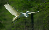 "White Flight" - Great Egret
