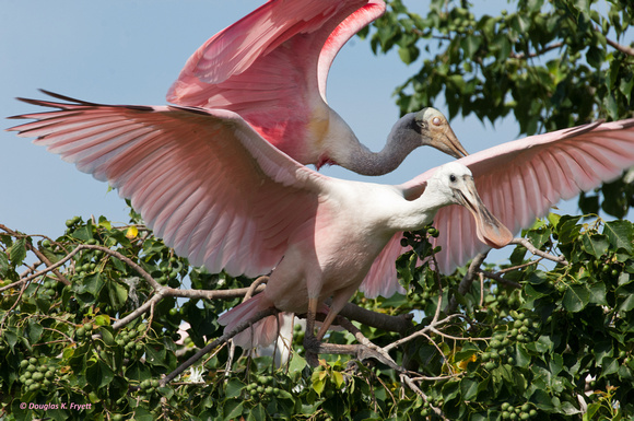 "That's It -- Just Flap Those Wings!"