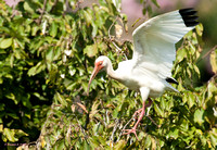 "That Wind Is Strong!" - White Ibis