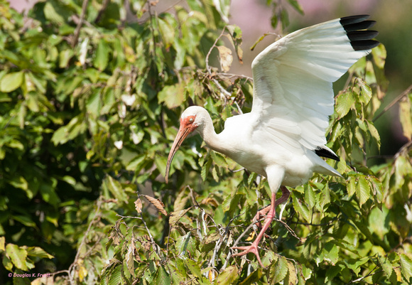"That Wind Is Strong!" - White Ibis