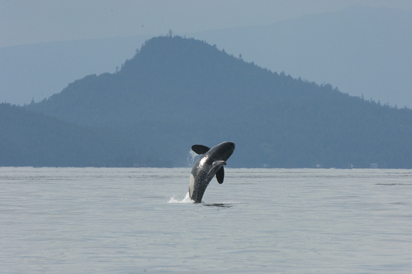 "A Little Higher & I'll Reach the Top" - Orca on his way to Fraser River