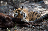 "Chow Time" - Bengal Tiger feasting on Samba Deer