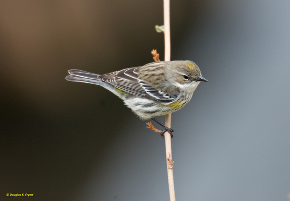 "Spring Is Just a Bud Away!" - Yellow-Rumped Warbler