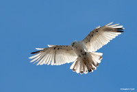 "Whitey" - The Albino Red-Tailed Hawk