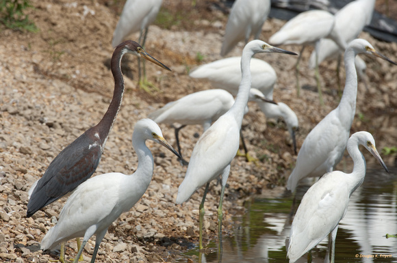 "Am I the Black Sheep Around Here Or What?" - Tri-Coloured Heron