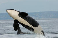 "Belly Flop in the Making" - Orcas
