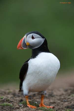 "Peter Puffin"