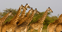 Giraff of Central Africa