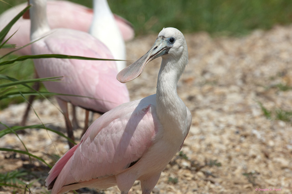 "Where's Mom?" Inmature Rosetta Spoonbill