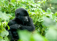 Mountain Gorillas of Uganda