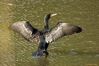 "Sunning in the Sun" - Double-Crested Cormorant