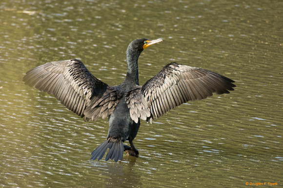 "Sunning in the Sun" - Double-Crested Cormorant