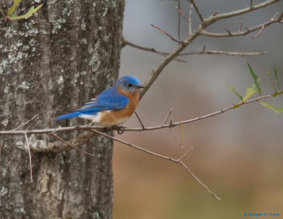 "A Sign of Spring" -- Eastern Bluebird