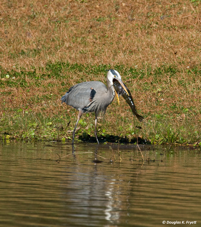 "Obvioulsy, the Eyes Are Bigger Than The Belly!" - Blue Heron with Catfish
