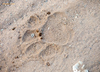 "Pug Marks" - Paw print of Bengal Tiger