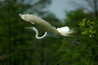 "Flying Angel" - Great Egret