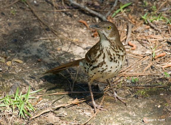 "Who's There?" - Brown Thrasher