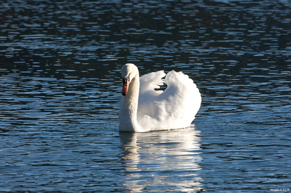 "Elegantly Drifting" - Mute Swan